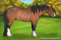 Horse Color:Brown Rabicano 