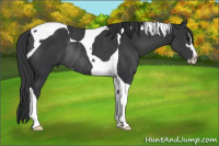 Horse Color:Black Sabino Tobiano Rabicano 