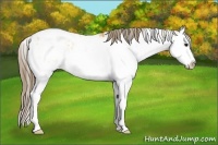 Horse Color:Buckskin Sabino Splash Near Leopard 