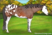 Horse Color:Bay Splash Appaloosa 