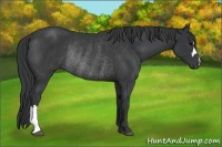 Horse Color:Black Rabicano 