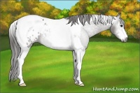 Horse Color:Gray Grullo Sabino Tobiano Blanket 