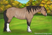 Horse Color:Bay Dun Rabicano 