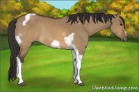 Horse Color:Buckskin Dun Tobiano Frame Rabicano