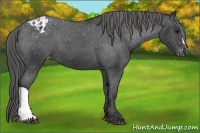 Horse Color:Black Appaloosa 
