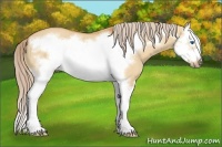 Horse Color:Palomino Roan Dun Splash Frame 