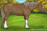Horse Color:Chocolate Palomino 