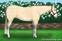 Horse Color:Buckskin Ice Roan Splash Appaloosa 