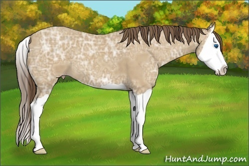 Horse Color:Classic Cream Champagne Ice Splash 