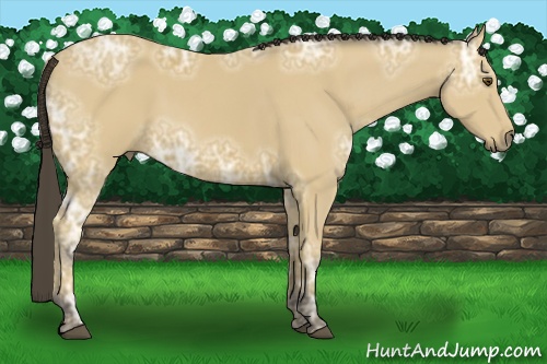 Horse Color:Buckskin Ice
