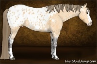 Horse Color:Buckskin Ice Splash Appaloosa 
