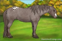 Horse Color:Liver Chestnut Blanket 