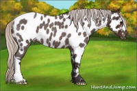 Horse Color:Silver Brown Roan Near Leopard