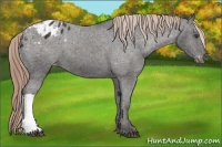 Horse Color:Liver Chestnut Appaloosa