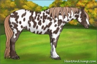 Horse Color:Liver Chestnut Near Leopard 