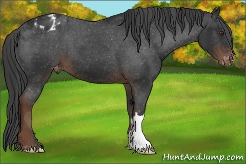 Horse Color:Liver Chestnut Appaloosa