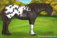 Horse Color:Liver Chestnut Appaloosa 