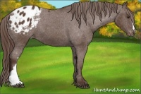 Horse Color:Liver Chestnut Appaloosa