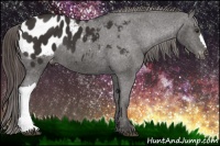 Horse Color:Liver Chestnut Appaloosa 