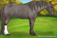 Horse Color:Liver Chestnut Appaloosa 