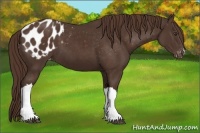 Horse Color:Liver Chestnut Appaloosa