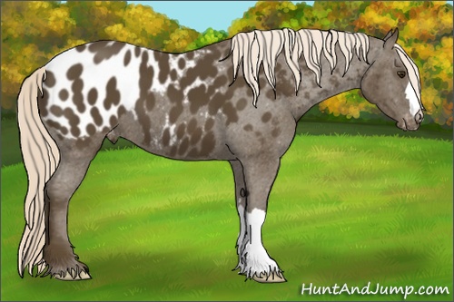 Horse Color: Chocolate Palomino Near Leopard 
