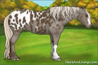 Horse Color:Chocolate Palomino Near Leopard 
