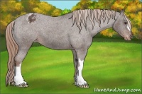 Horse Color:Liver Chestnut Appaloosa 