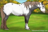 Horse Color:Liver Red Roan Frame Appaloosa 