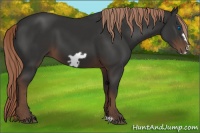 Horse Color:Liver Chestnut Frame 