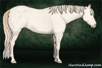 Horse Color:Perlino Dun 