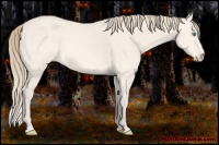 Horse Color:Perlino Dun 