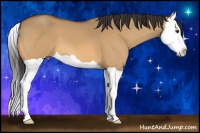 Horse Color:Buckskin Dun Splash 