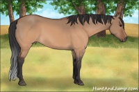 Horse Color:Brown Dun 