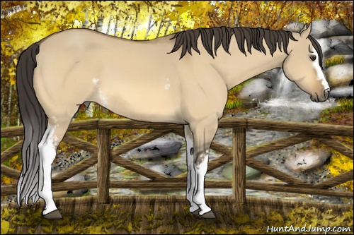 Horse Color: White Spotted Buckskin Dun 