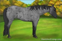 Horse Color:Blue Roan Rabicano 