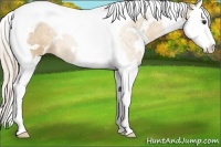 Horse Color:White Spotted Palomino Splash Tobiano 