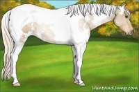 Horse Color:White Spotted Palomino Tobiano 