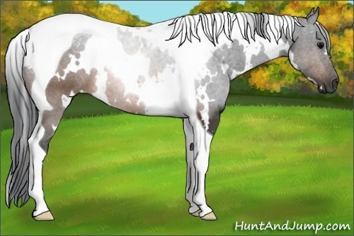 Horse Color: White Spotted Brown Tobiano 