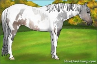 Horse Color:White Spotted Brown Tobiano 