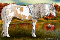 Horse Color:White Spotted Palomino Sabino 