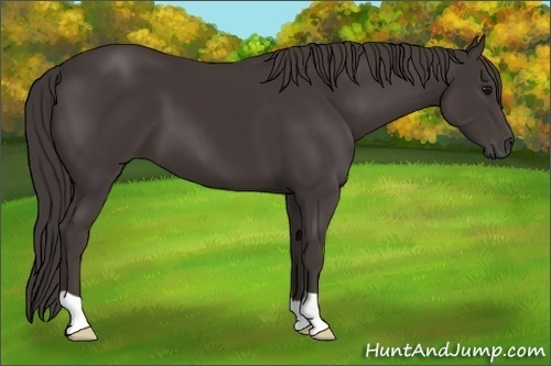 Horse Color:Smoky Black 