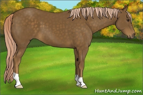 Horse Color: Chocolate Palomino 