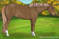 Horse Color:Chocolate Palomino 