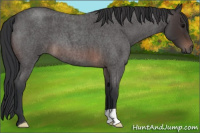 Horse Color:Brown Roan
