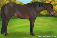 Horse Color:Brown 