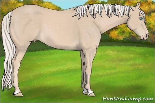 Horse Color: Cremello 