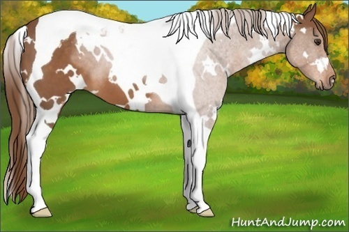 Horse Color: White Spotted Chestnut Tobiano 