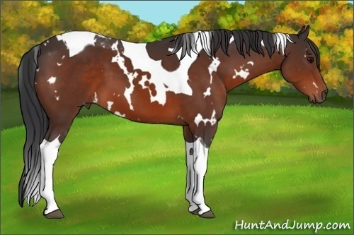 Horse Color: White Spotted Brown Tobiano 