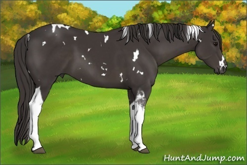 Horse Color:White Spotted Smoky Black Tobiano 
